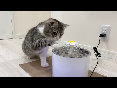 自動給水器をあげたら水遊び大好きな猫はこうなりました…