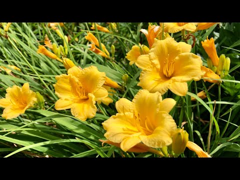 Video: Daylilies Nella Progettazione Del Paesaggio (44 Foto): Piantare In Un Cottage Estivo Con Iris, Ospiti E Altri Fiori In Un'aiuola In Giardino
