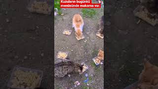 Afiyet Olsun Güzelliklere. I