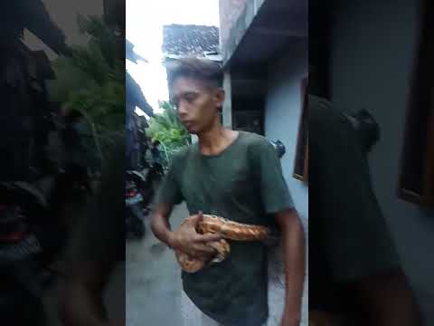 Ular Dipong Asyik...