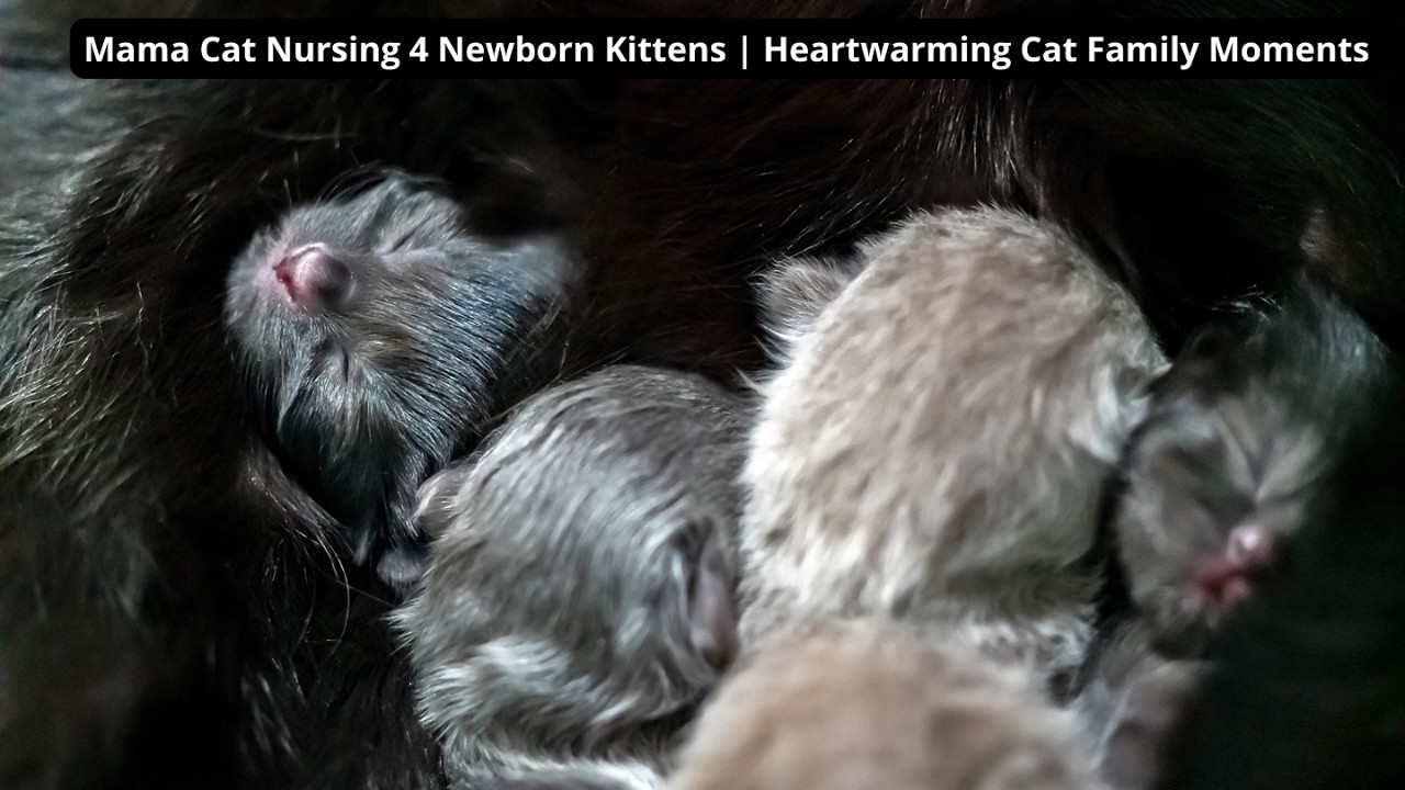 Mama Cat Nursing 4 Newborn Kittens  Heartwarming Cat Family Moments