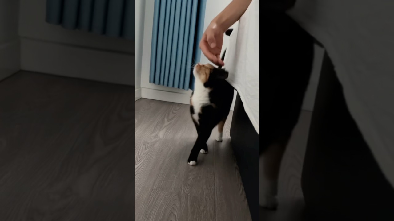 Does a cat have radar on its head? 