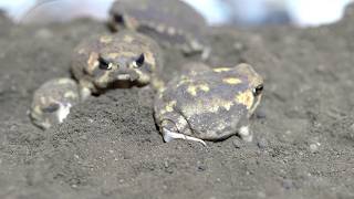 Cute Daily Life of Rain frogs🐸