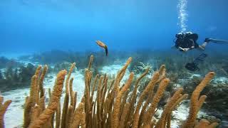 Bonaire Diving at The Lake. #thecarefuldiver #ccr #techdiving @technicaldivingservicesbonaire #TDS