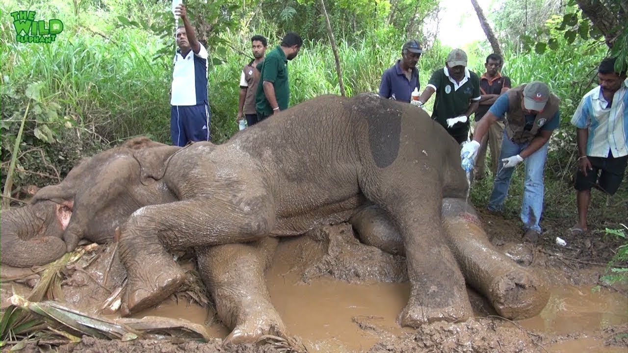 sri lanka elephants national park Injured Elephant In The Mud
