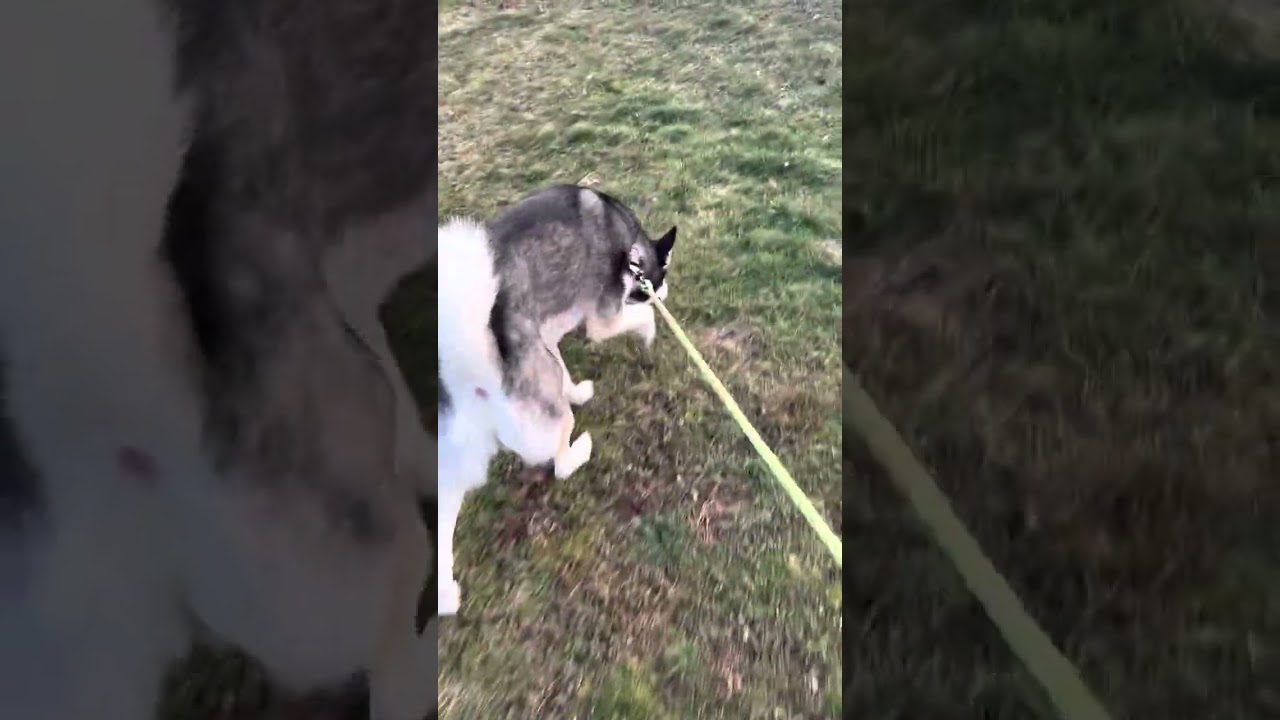 Teach New Dog New Tricks - Don’t Step On A Crack You’ll break YoMomma’s Back