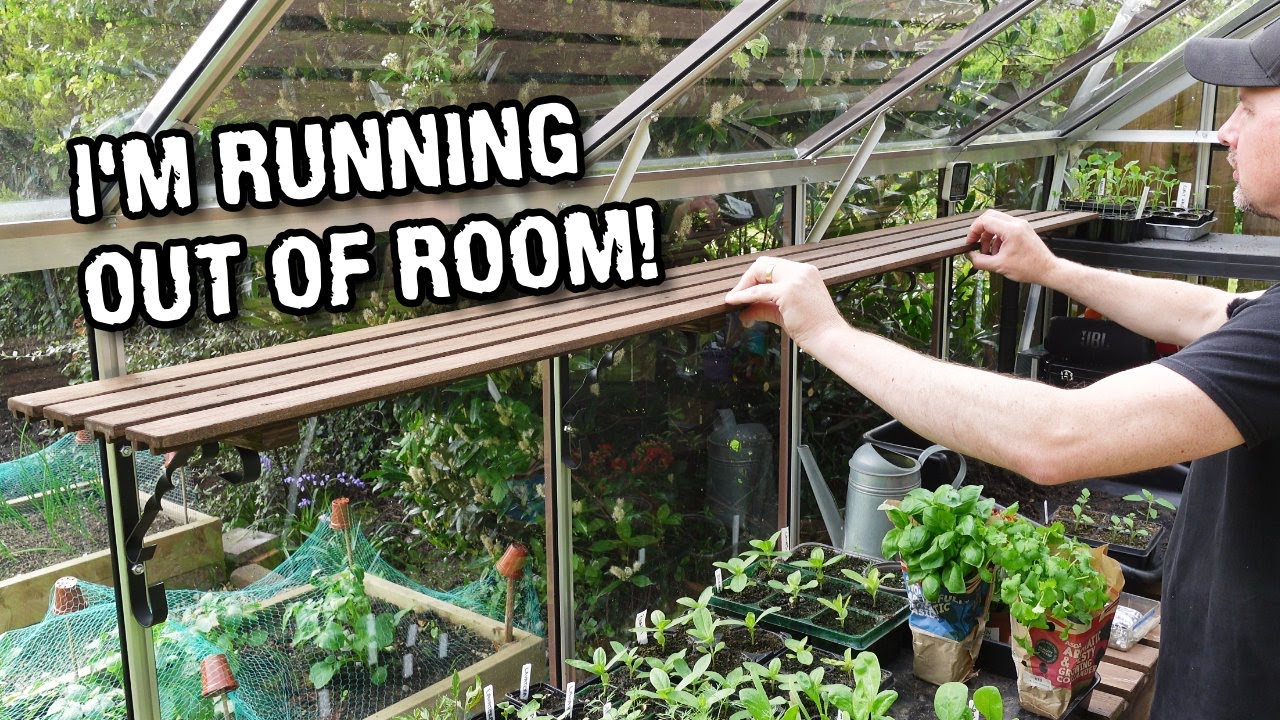 Fitting greenhouse shelves and re-potting red sunflowers