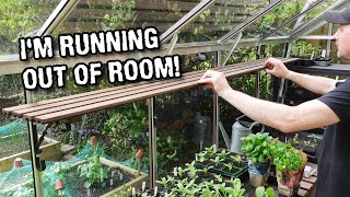 Fitting greenhouse shelves and repotting red sunflowers
