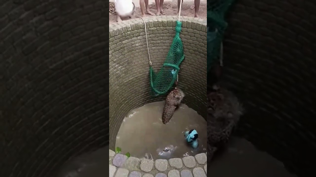 Man Falls On Leopard During Rescue — Full Panic in Village! 😳🐆