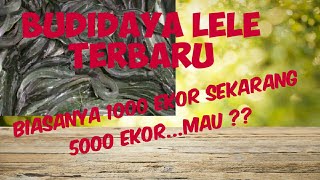 Bioflok Lele Di Kolam Beton, sumpah hasilnya jos tenan bro