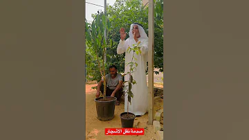 صدمة نقل الاشجار او النباتات من بيئة لبيئة جديدة 