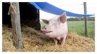 1 Year Speaking Up For Animals
