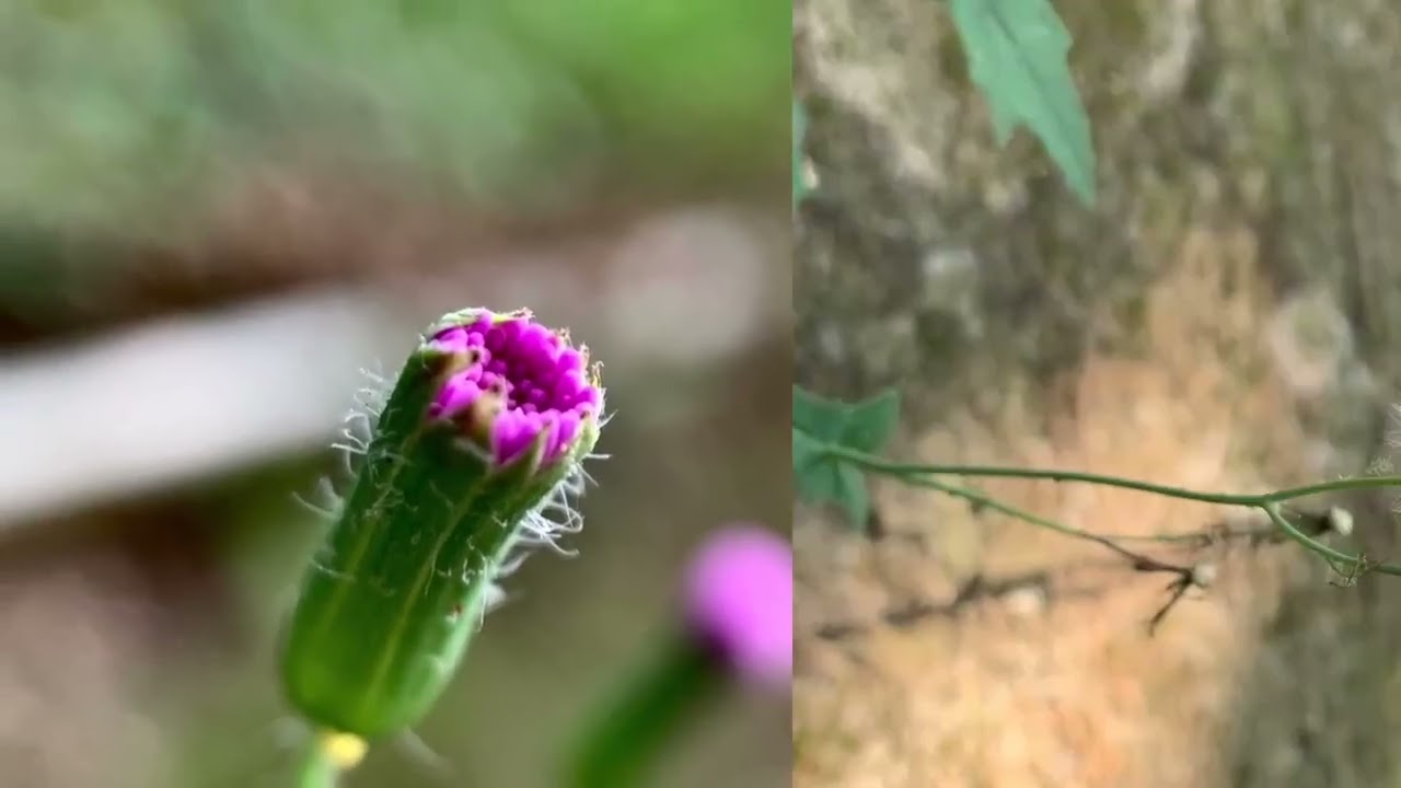 【一花一世界】人性的認同與自我價值感有關,因為唯有先尊重自己,才能尊重別人。 縮圖