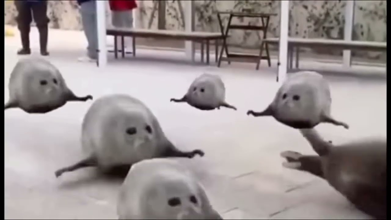 Bouncing seals video