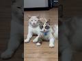 #cat #munchkinfold #prettycat #cutter #cutecat #prettyfunny #kitten #funny #pets
