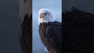 #animal #animals #eagles #eagle #picture #beautiful #video