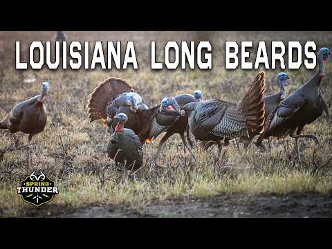 LOUISIANA TURKEY Hunting | Off the Roost | Spring Thunder