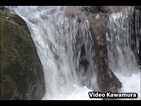 鮭の遡上（そじょう）