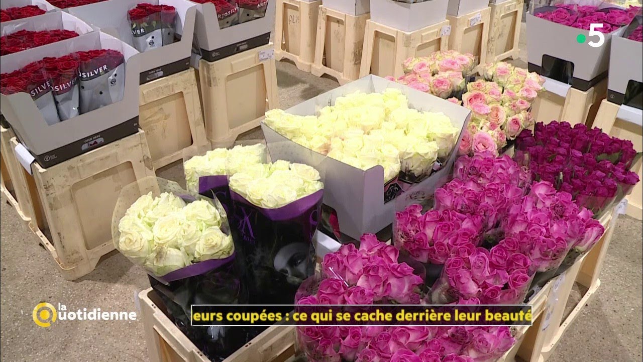 Fleurs coupées : ce qui se cache derrière leur beauté...