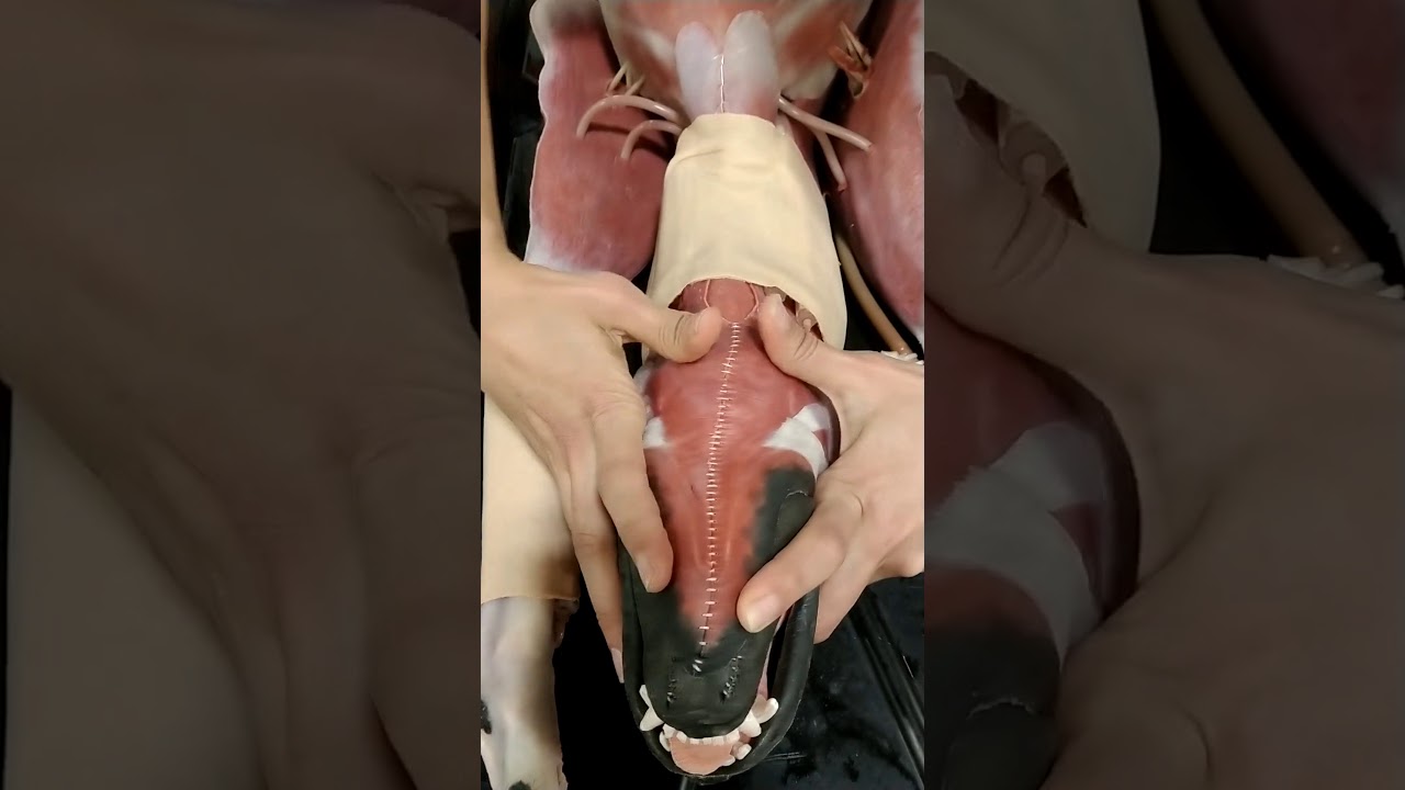 K9 MEDIC® XXT ™ eXternal eXtraction Technique™ Demo