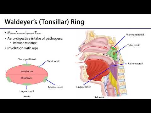 PPT - Anatomy of The Pharynx PowerPoint Presentation, free download -  ID:689255