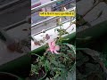 पिंक गुडहल के फूल 🌱🏡#flowerplant #terracegarden #ytshorttrending #homegardening