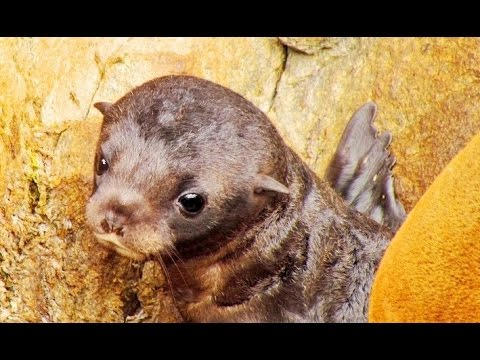 Sea Lion Baby Department
