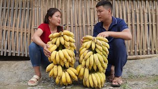 Harvesting Bananas & Preserving them until ripe to sell at the market  Living With Nature
