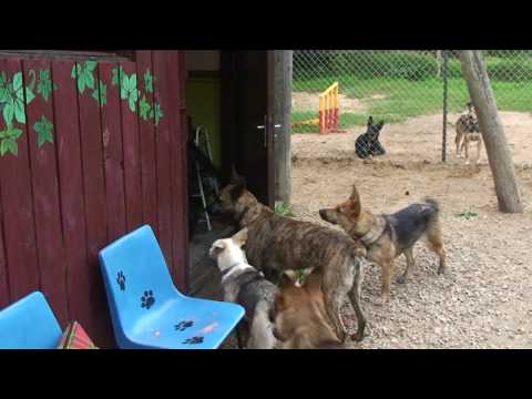 Video: Kā Nokļūt Suņu Izstādē