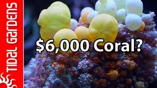 The Most Expensive Coral in the World!