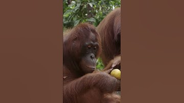 Orangutan snack time! 🍌