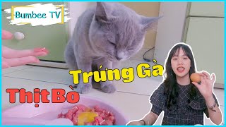 Cách vỗ béo cho mèo hiệu quả nhất | How To Feed Your Cat???