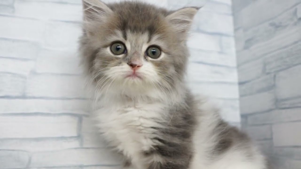 大鎌猫の仔　非foil 大鎌猫の仔/Scythecat Cub 【日本語版】 [J25-緑R] - シングルスター