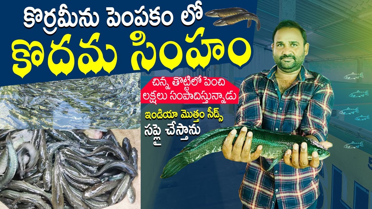 koramenu-fish-farming-farmer-success-story-vietnam-murrel-fish