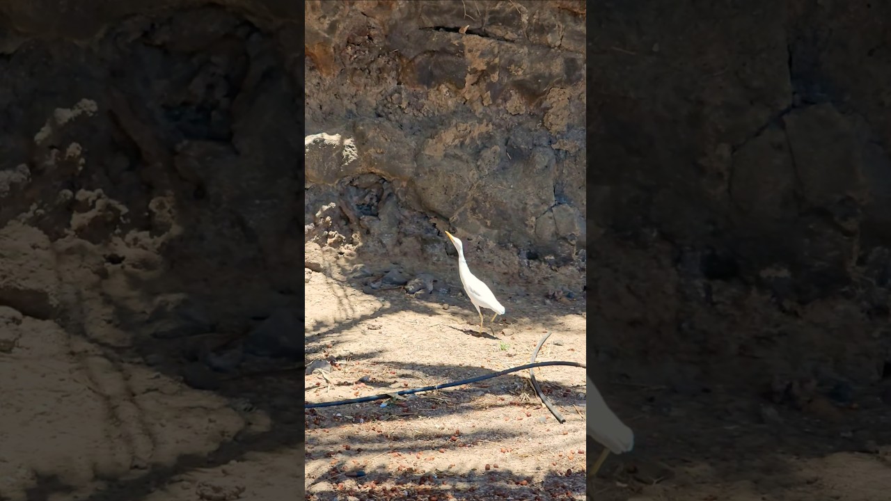 Cattle Egret in Action 🪶 Bubulcus ibis
