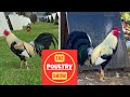 Igf compilation  poultry show