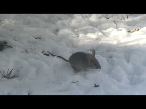 House Mouse - iNat 349341346