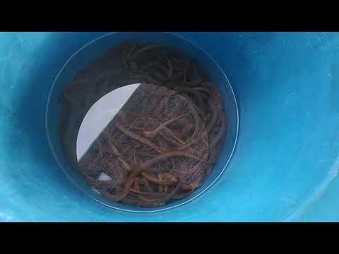 Video Nuôi Lươn Đồng trong thùng nhựa - youtube