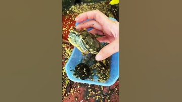 Cứu chú rùa với ạ #shortsvideo #cute