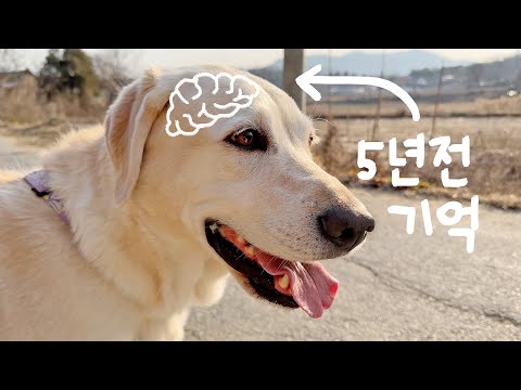 <strong>5년전</strong> 일을 기억하는 리트리버ㄷㄷ 기억력이 이렇게 좋네요!