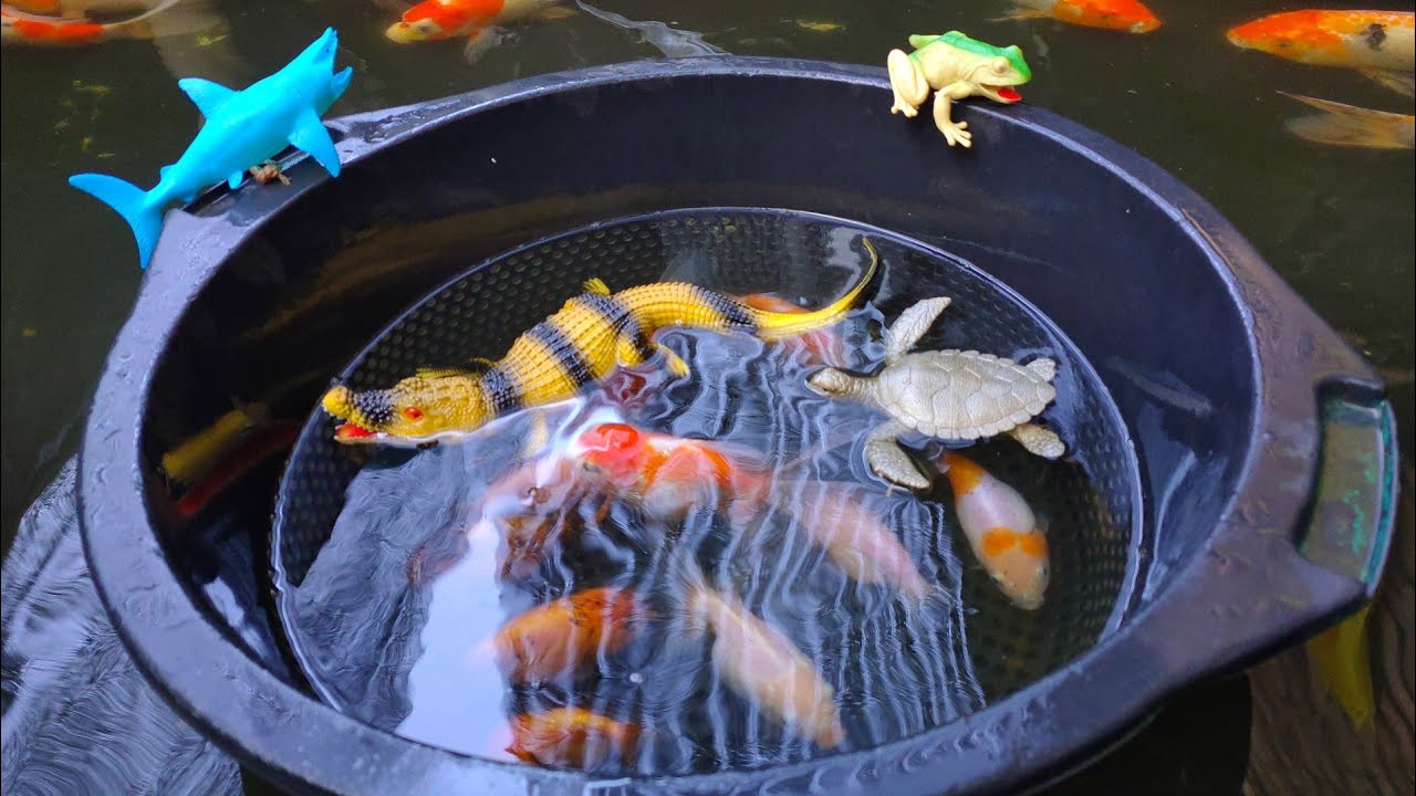 Catch Koki Ranchu Fish, Oranda in koi fish pond, Crab, Shark, Frog ...