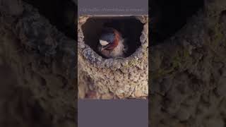 Cliff swallows build their mud nest under a manmade structure