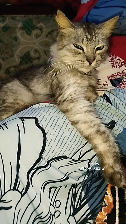 Si Chiko sudah akrab sam Ibuku. #cat #cats #cute #shorts #short #shortvideo #shortsfeed #funny #fyp