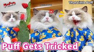 Puff Gets Tricked 😹 Did You Get Duped? | That Little Puff