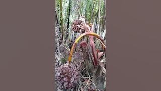 Gula merah dari buah pohon nipah