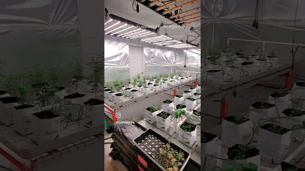 Abandoned building make over!!! Terpy Highs