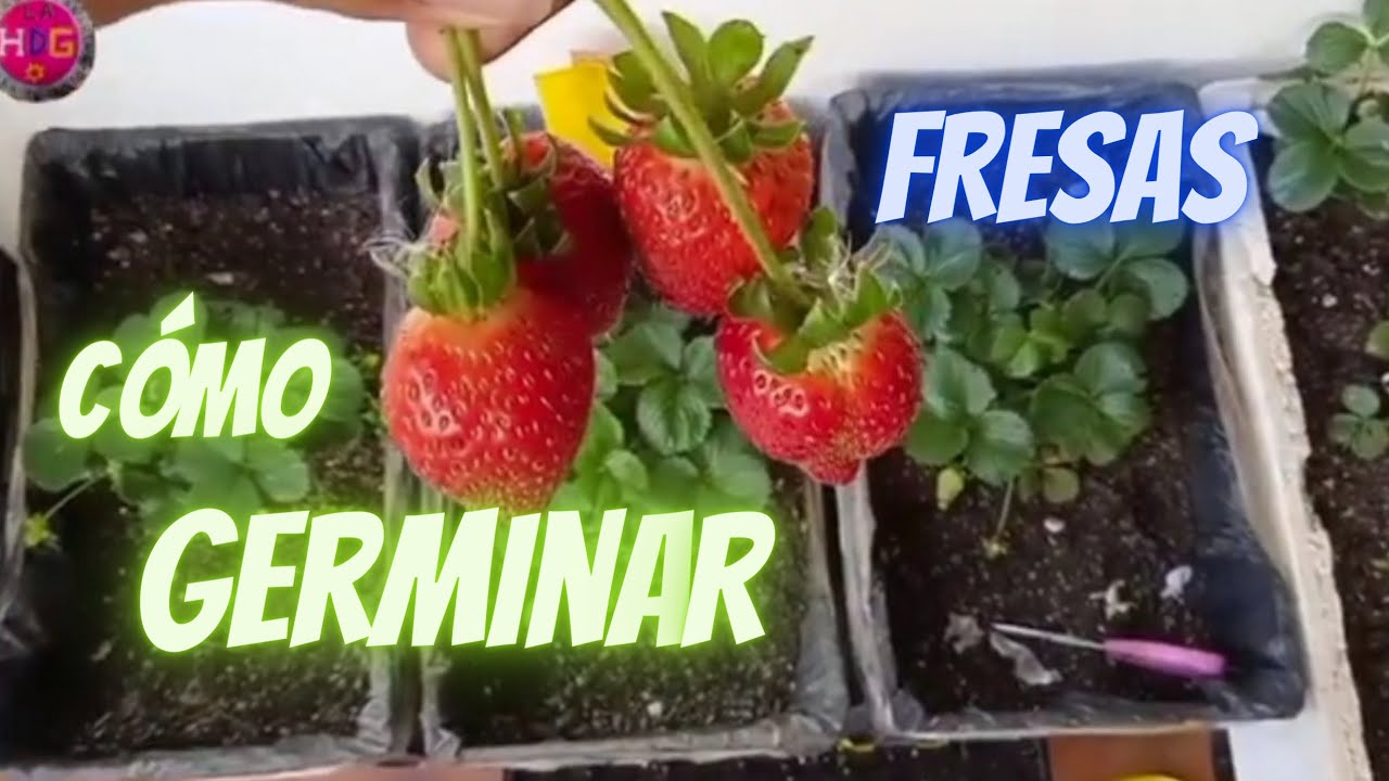 La Forma Más Fácil De Germinar Una Fresa De Supermercado ( frutilla