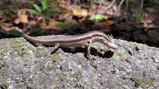 Amazing tail drop mechanism gives gecko a chance to escape predator