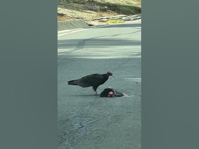 Turkey Vulture Cleaning Up City Street of Flattened Skunk that did not Make it Across the Road