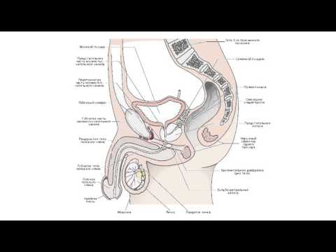 Как устроен мужской организм